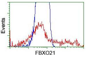 Image no. 2 for anti-F-Box Protein 21 (FBXO21) antibody (ABIN1498234) (FBXO21 antibody)
