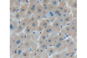 #VALUE! (EIF2S1 antibody  (AA 1-239))