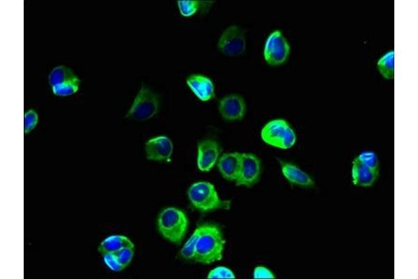 SLC39A11 antibody  (AA 93-193)