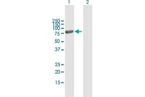 Western Blot analysis of MX1 expression in transfected 293T cell line by MX1 MaxPab polyclonal antibody.