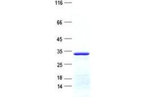 Western Blotting (WB) image for B-Cell Translocation Gene 4 (BTG4) protein (His tag) (ABIN5505561)