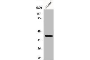 Western Blot analysis of HepG2 cells using GPR105 Polyclonal Antibody (P2RY14 antibody  (Internal Region))