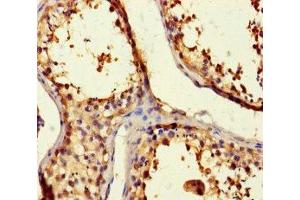 Immunohistochemistry of paraffin-embedded human testis tissue using ABIN7145222 at dilution of 1:100 (BAG5 antibody  (AA 1-447))