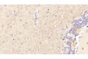 Detection of PMP22 in Mouse Cerebellum Tissue using Polyclonal Antibody to Peripheral Myelin Protein 22 (PMP22) (PMP22 antibody  (AA 1-64))