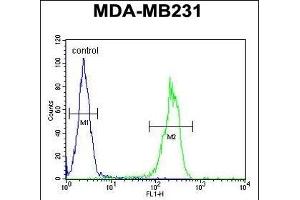 MYSM1 Antibody (N-term) (ABIN654474 and ABIN2844208) flow cytometric analysis of MDA-M cells (right histogram) compared to a negative control cell (left histogram).