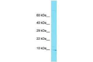 Host: Rabbit Target Name: C10orf32 Sample Type: U937 Whole Cell lysates Antibody Dilution: 1. (C10ORF32 antibody  (C-Term))