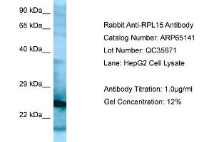 Western Blotting (WB) image for anti-Ribosomal Protein L15 (RPL15) (N-Term) antibody (ABIN2790055) (RPL15 antibody  (N-Term))