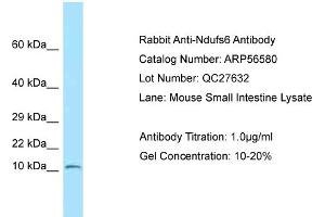 Western Blotting (WB) image for anti-NADH Dehydrogenase (Ubiquinone) Fe-S Protein 6, 13kDa (NADH-Coenzyme Q Reductase) (NDUFS6) (N-Term) antibody (ABIN2786781) (NDUFS6 antibody  (N-Term))