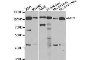 Western blot analysis of extracts of various cell lines, using MFI2 antibody. (MFI2 antibody)
