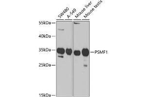 Western blot analysis of extracts of various cell lines, using PSMF1 Antibody (ABIN6131890, ABIN6146361, ABIN6146362 and ABIN6221201) at 1:1000 dilution. (PSMF1 antibody  (AA 1-271))