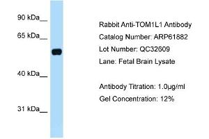 Western Blotting (WB) image for anti-Target of Myb1 (Chicken)-Like 1 (TOM1L1) (C-Term) antibody (ABIN971913) (TOM1L1 antibody  (C-Term))