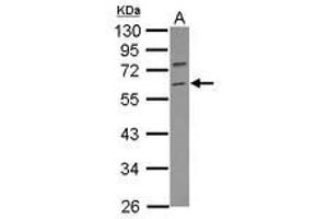 Image no. 1 for anti-Tripartite Motif Containing 69 (TRIM69) (Internal Region) antibody (ABIN1496195) (TRIM69 antibody  (Internal Region))