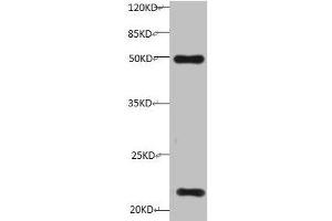 All lanes:Mouse anti-Human Timp1 monoclonal antibody at 1 μg/mL Lane 1: HepG-2 cell lysate Predicted band size : 23 kDa Observed band size : 23 kDa Additional bands at:50KD