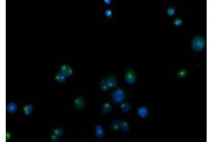 Anti-CDCP1 mouse monoclonal antibody (ABIN2454082) immunofluorescent staining of COS7 cells transiently transfected by pCMV6-ENTRY CDCP1 (RC220633). (CDCP1 antibody)