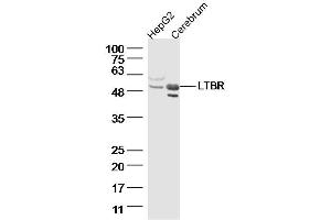 Lane 1: HepG2, Lane 2: Mouse cerebrum lysates probed with LTBR Polyclonal Antibody  at 1:300 overnight at 4˚C.