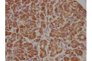IHC image of ABIN7165048 diluted at 1:100 and staining in paraffin-embedded human pancreatic tissue performed on a Leica BondTM system. (APCDD1 antibody  (AA 22-288))