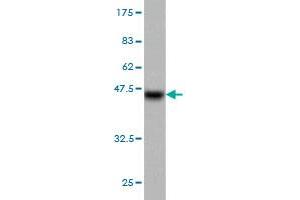 Western Blot detection against Immunogen (37. (Progesterone Receptor antibody  (AA 1-110))