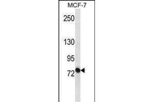 ABCB10 Antibody (S16) (ABIN652180 and ABIN2840585) western blot analysis in MCF-7 cell line lysates (35 μg/lane). (ABCB10 antibody  (N-Term))