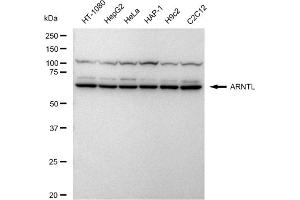anti-Aryl Hydrocarbon Receptor Nuclear Translocator-Like (ARNTL) antibody
