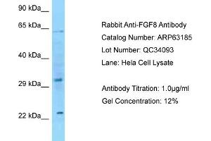Western Blotting (WB) image for anti-Fibroblast Growth Factor 8 (Androgen-Induced) (FGF8) (C-Term) antibody (ABIN2774365) (FGF8 antibody  (C-Term))