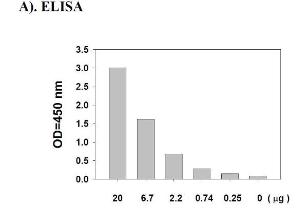 STAT1 ELISA Kit