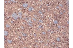 Immunohistochemistry analysis using Mouse Anti-GABA A Receptor Monoclonal Antibody, Clone N87/25 (ABIN863132). (GABRA1 antibody  (AA 370-433))