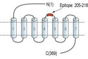 Representative domain view of the target of ABIN7884862.