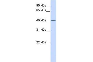 WB Suggested Anti-SIL1 Antibody Titration:  0. (SIL1 antibody  (C-Term))