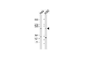 All lanes : Anti-FR Antibody (p) at 1:2000 dilution Lane 1: Hela whole cell lysate Lane 2: K562 whole cell lysate Lysates/proteins at 20 μg per lane. (MTOR antibody  (AA 2459-2488))