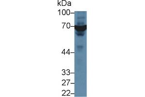 Detection of XRCC6 in Human A549 cell lysate using Polyclonal Antibody to X-Ray Repair Cross Complementing 6 (XRCC6) (XRCC6 antibody  (AA 397-603))
