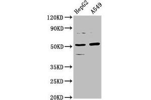 Western Blot Positive WB detected in: HepG2 whole cell lysate, A549 whole cell lysate All lanes: CPOX antibody at 5. (CPOX antibody  (AA 19-149))