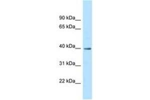 Image no. 1 for anti-Mitochondrial Ribosomal Protein S9 (MRPS9) (AA 249-298) antibody (ABIN6747847) (MRPS9 antibody  (AA 249-298))