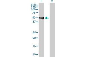 Western Blot analysis of FDXR expression in transfected 293T cell line by FDXR MaxPab polyclonal antibody. (Ferredoxin Reductase antibody  (AA 1-491))