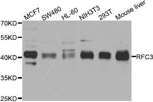 Western blot analysis of extracts of various cell lines, using RFC3 antibody. (RFC3 antibody  (AA 1-280))