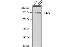 Western blot analysis of extracts of various cell lines using NID1 Polyclonal Antibody at dilution of 1:1000. (Nidogen 1 antibody)