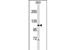 B2 Antibody (N-term) (ABIN1539085 and ABIN2848551) western blot analysis in 293 cell line lysates (35 μg/lane). (AP3B2 antibody  (N-Term))