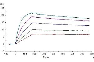 Surface Plasmon Resonance (SPR) image for Interleukin 2 (IL2) (AA 21-153) protein (ABIN7274915)