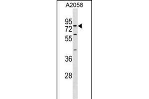 SYT16 antibody  (AA 297-325)