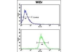Flow cytometric analysis of WiDr cells using BR1A Antibody (N-term) (bottom histogram) coared to a negative control cell (top histogram).