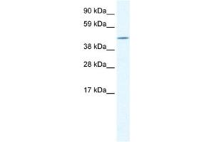 CREB3L1 antibody (20R-1103) used at 0. (CREB3L1 antibody  (N-Term))
