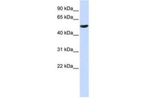 Image no. 1 for anti-Cytochrome B-561 (CYB561) (C-Term) antibody (ABIN6743080) (CYB561 antibody  (C-Term))