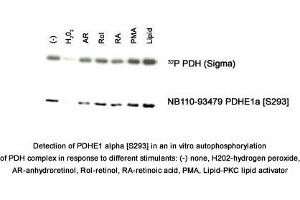 Image no. 1 for anti-Pyruvate Dehydrogenase E1 (PDHE1) (pSer293) antibody (ABIN1738654) (PDHE1 antibody  (pSer293))