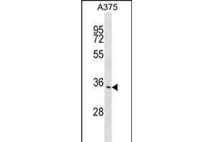 ITM2C Antibody (N-term) (ABIN1539240 and ABIN2848831) western blot analysis in  cell line lysates (35 μg/lane). (ITM2C antibody  (N-Term))