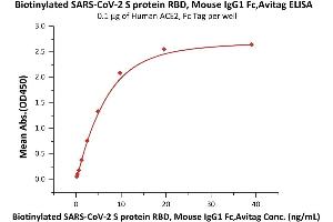 Immobilized Human ACE2, Fc Tag (ABIN6952459,ABIN6952465) at 1 μg/mL (100 μL/well) can bind Biotinylated SARS-CoV-2 S protein RBD, Mouse IgG1 Fc,Avitag™(MALS verified) (ABIN6973233) with a linear range of 0.