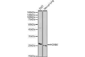 Western blot analysis of extracts of various cell lines, using HOXB6 antibody (ABIN7267770) at 1:1000 dilution. (HOXB6 antibody  (AA 30-110))