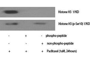 Western Blot (WB) analysis of specific cells using Phospho-Histone H3 (S10) Polyclonal Antibody. (Histone 3 antibody  (pSer10))
