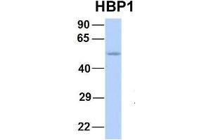Host:  Rabbit  Target Name:  HBP1  Sample Type:  Human Fetal Lung  Antibody Dilution:  1. (HBP1 antibody  (Middle Region))