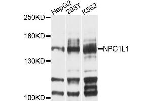 Western blot analysis of extracts of various cell lines, using NPC1L1 antibody (ABIN4904563) at 1:1000 dilution. (NPC1L1 antibody)