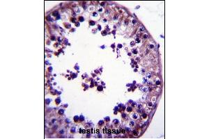 TSNAX Antibody (N-term) (ABIN657868 and ABIN2846824) immunohistochemistry analysis in formalin fixed and paraffin embedded human testis tissue followed by peroxidase conjugation of the secondary antibody and DAB staining. (TSNAX antibody  (N-Term))