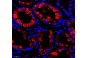 Immunofluorescence of paraffin embedded human kidney using Aminome (ABIN7073036) at dilution of 1: 500 (400x lens) (Aminomethyltransferase antibody)